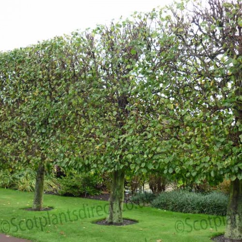 Tilia Cordata Lime Bareroot Tree 5-6ft | ScotPlants Direct